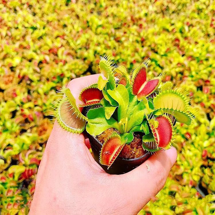 Un clip Titan flytrap taille 2-2.5cm