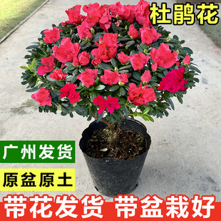 ���N�������ļ��_�����������҃ȿ͏d�̨�ͺ��Gֲ����������ֲ��