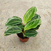 The base is directly supplying the potato potted blue -patterned double -line blue lotus green apple silver spots and other leaf -viewing plants to transport and support