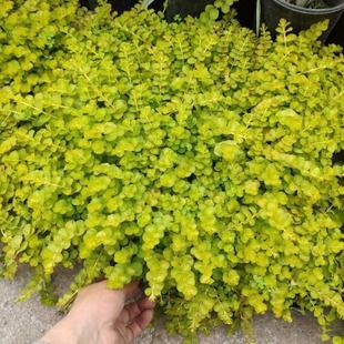 Golden Leaf Crossing Yellow Buddha Grass Chinese Sedum Jiyan Hanging Grass Courtyard Greening Plant Heat-Resistant and Cold-Resistant Easy to Maintain