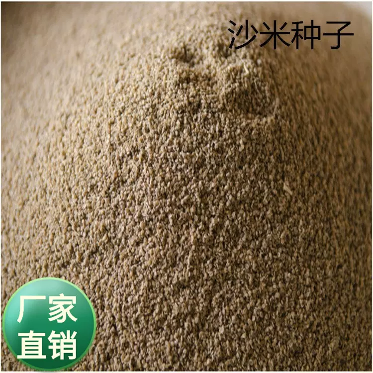 散装沙米种子 沙米净籽登相子 沙蓬米沙米转刀面凉粉荒漠饲料喜食