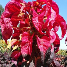 ��ɫ����t���N���ρ���һƷ�t�͟��^�~ֲ���ļ����NͥԺ���^���]