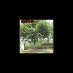 �Θ�N�� �t�Θ� С�~�Ә� С�~�t�� ���~���ηN�� ���~�Ә�