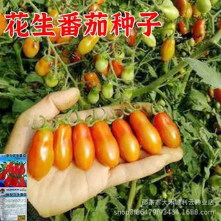 花生番茄种子生吃超甜小西红柿四季阳台盆栽早熟高产圣女果种子