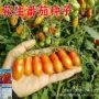 高产盆栽早熟四季种子