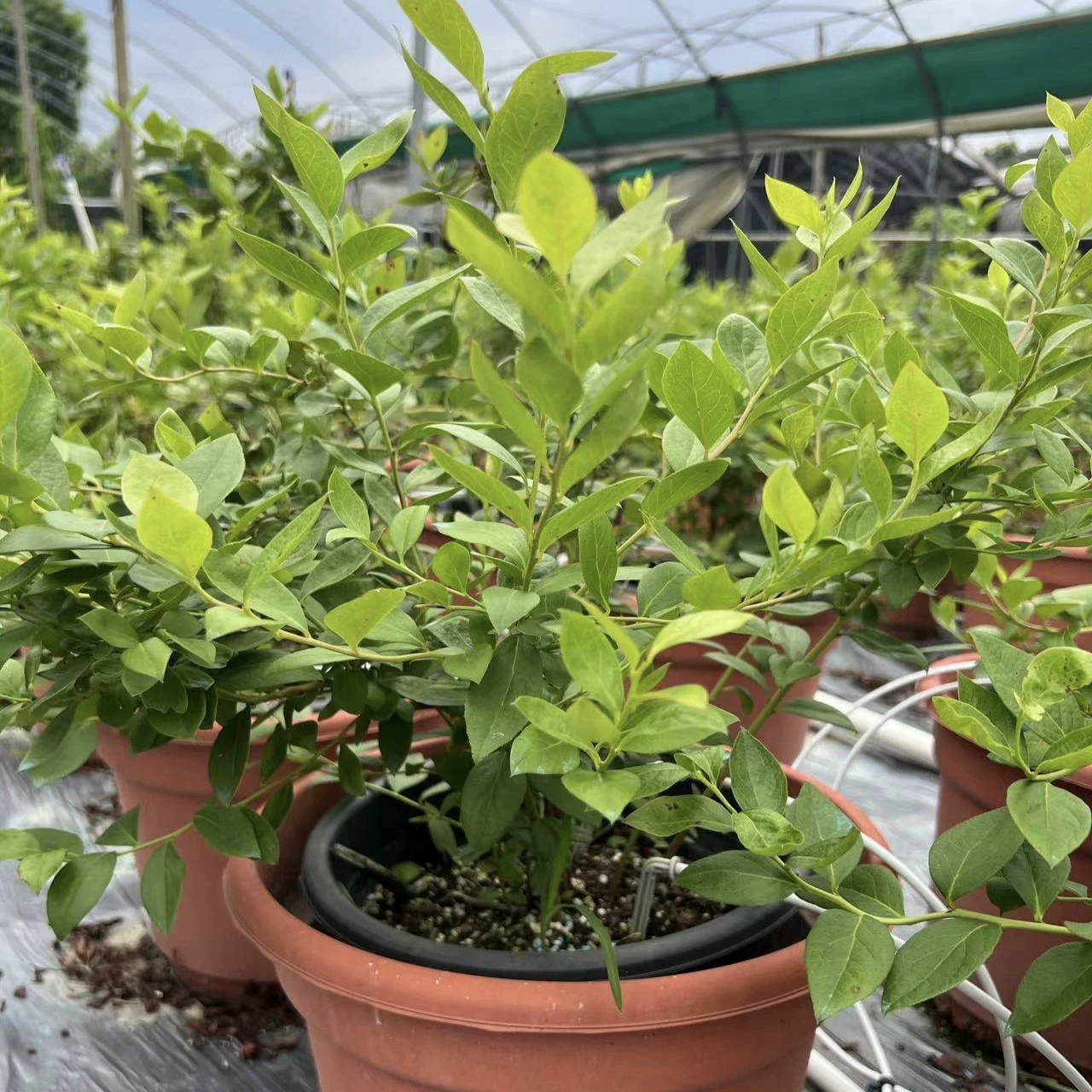 2408 база оптовая поставка черники горшечные 40-60cm высокая вилла двор семейная ферма фруктовые деревья