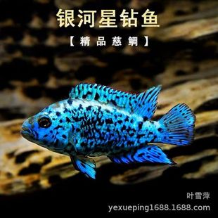 �Ϻ����l�y������~���鱪�����������޶����Ꭷ�^�p�~���ֺ��B