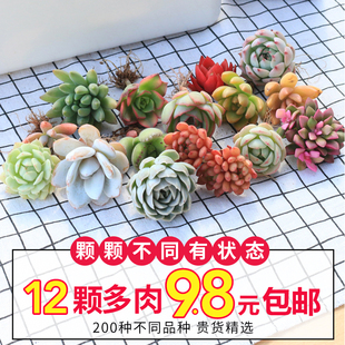 Label DIY Succulent Plants Succulent Seedlings Kindergarten School Kidsren Planting Small Green Plants and Giving Small Gifts