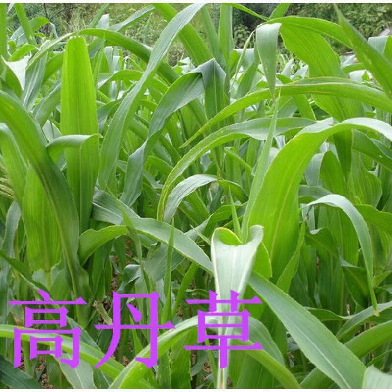 厂家批发牧草种子,高丹草种子养殖牛羊兔鹅鱼吃的饲料春夏播种_