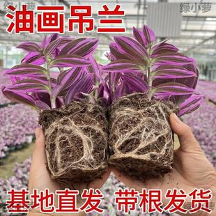 Oil Painting Wedding Hanging Orchid Large Seedling Potted Imported Hanging Explosive Pot Purple Orchid Easy to Maintain Indoor Succulent Plants