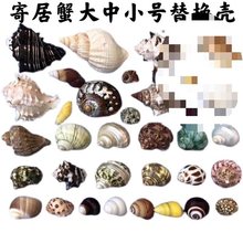 寄居蟹备用壳替换壳卷贝鱼壳天然海螺贝壳鱼缸水族装饰品摆件