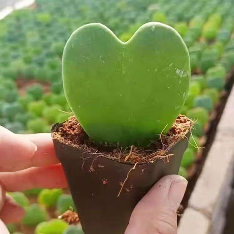 Un cactus de corazón pequeño maceta flores suculentas plantas verdes fáciles de alimentar y vivir decoración de escritorio de oficina fácil de vivir image 13