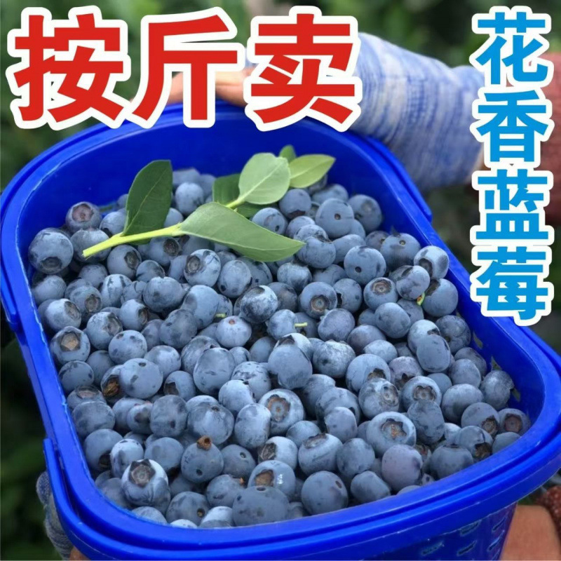 Sold by the Pound, Selected Fresh Yunnan Blueberries with a Floral Scent, Juicy and Perfect for Pregnant Women and Baby Food Sold by the Pound, Selected Fresh Yunnan Blueberries with a Floral Scent, Juicy and Perfect for Pregnant Women and Baby Food