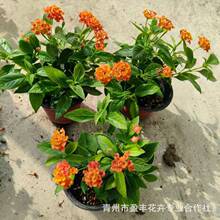 耐热晒室外阳台花园好养植物花苗五色梅盆栽花卉五彩花四季马樱丹