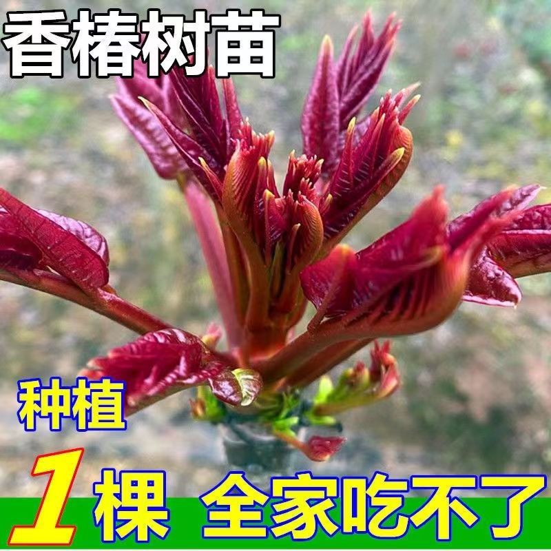 红油香椿苗绿油香椿树苗盆栽地栽 北方南方种植香椿芽食用