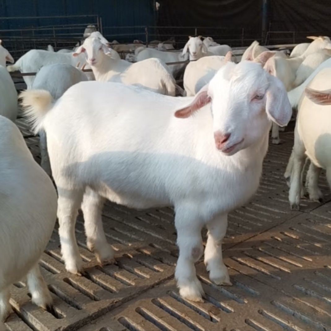 白山羊多少钱一只 美国白山羊种公羊 哪里有白山羊养殖场