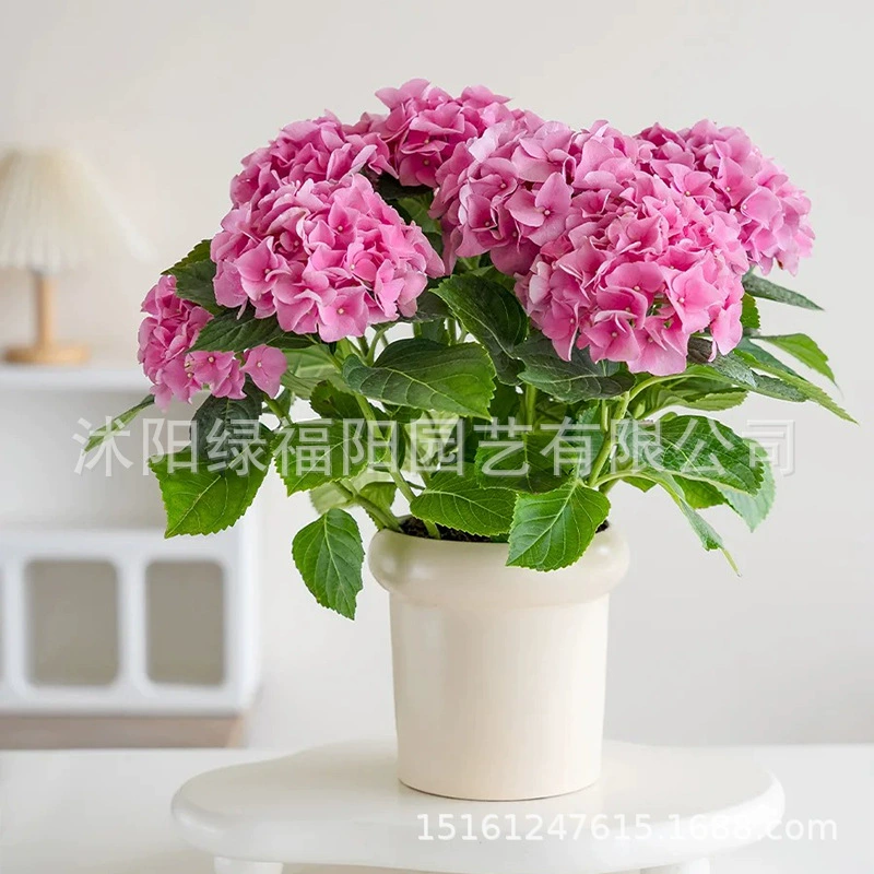 Саженцы гортензии, бесконечные летние цветы, легко выращиваются в любое время года, цветы гортензии в горшках, комнатные дворовые растения, легко поддерживать в порядке.