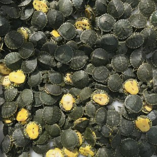 �S�������l ��ˮ�S�������l һ�����l