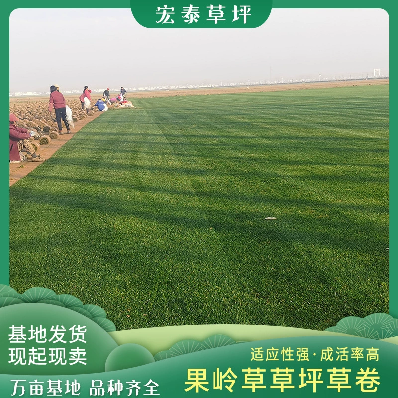 Гуолин травяной газон рулон травы четыре сезона зеленый зеленый пояс грязный газон