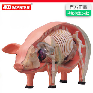 4D MASTER����ģ���t�W�̌W�i���ʃ��K��������ƴ�b�[��