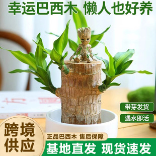 Cross-Border Wholesale Brazilian Wood Hydroponic Plants Lucky Wood Tree Stump with Buds and Blooming Desktop Small Potted Plant Groot