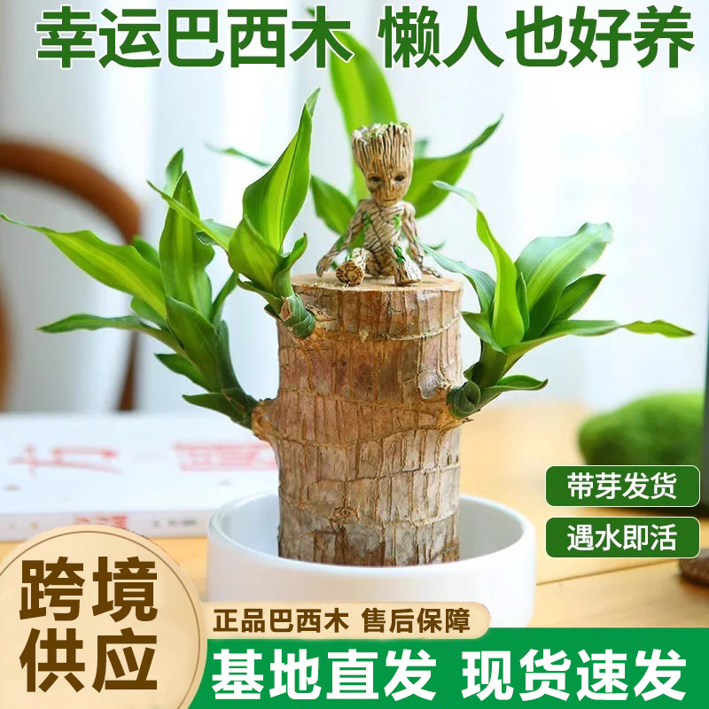 Cross-Border Wholesale Brazilian Wood Hydroponic Plants Lucky Wood Tree Stump with Buds and Blooming Desktop Small Potted Plant Groot