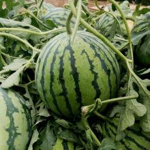 8424���ϷN�ӱ�������ϾGƤ�t�����ϷN���ļ��Ϲ��N�Ѵ�ȫԭ�b