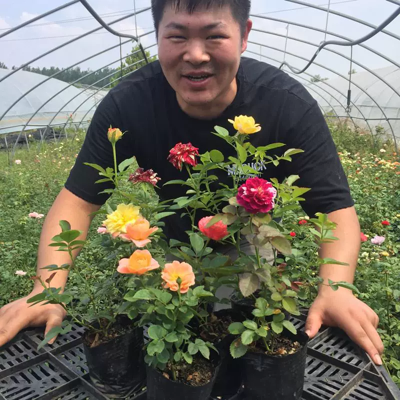 Цельные рассады роз, рассада роз в горшках, четырехсезонные цветущие вьющиеся растения, комнатные и уличные балконные розы в горшках.