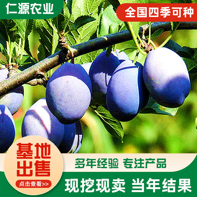 西梅李子树苗基地直发 成活率好紫皮黄肉 晚熟西梅苗艾琳娜李子苗