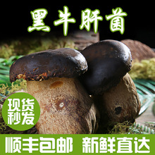 产地供应食用菌云南新鲜黑牛肝菌菇鲜货散装黑牛肝菌煲汤食材批发