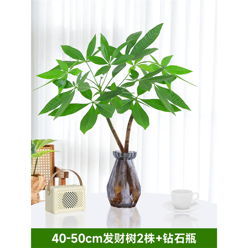 40-50cm 머니트리 2그루 [다이아몬드병 포함] 영양액 1팩 포함