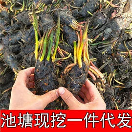 栽培基质;种子;其他园林资材