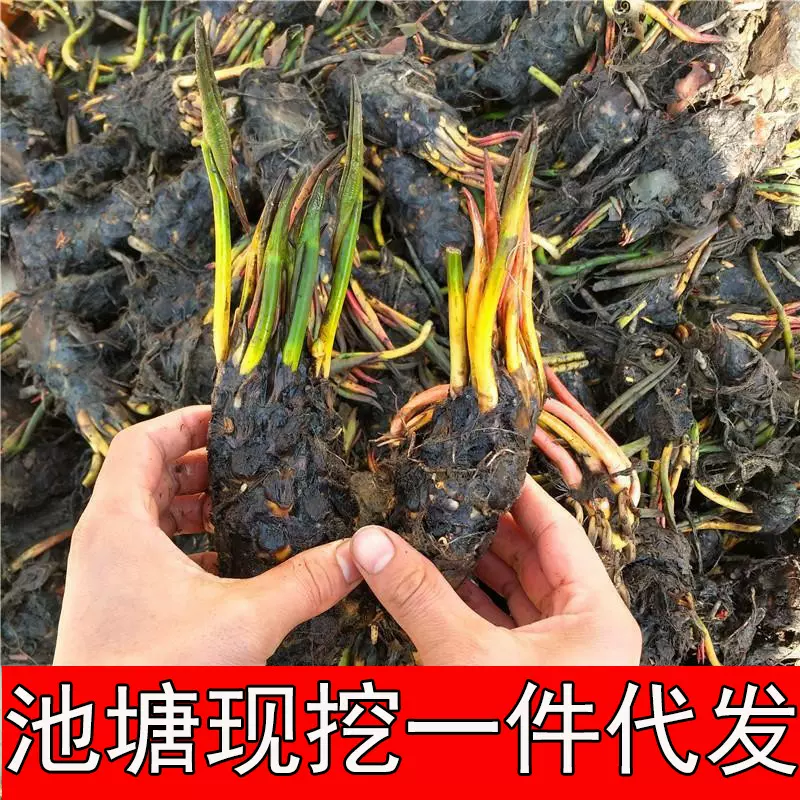 睡莲花苗池塘水养水莲根块种孑四季水培植物花卉盆栽莲花种根