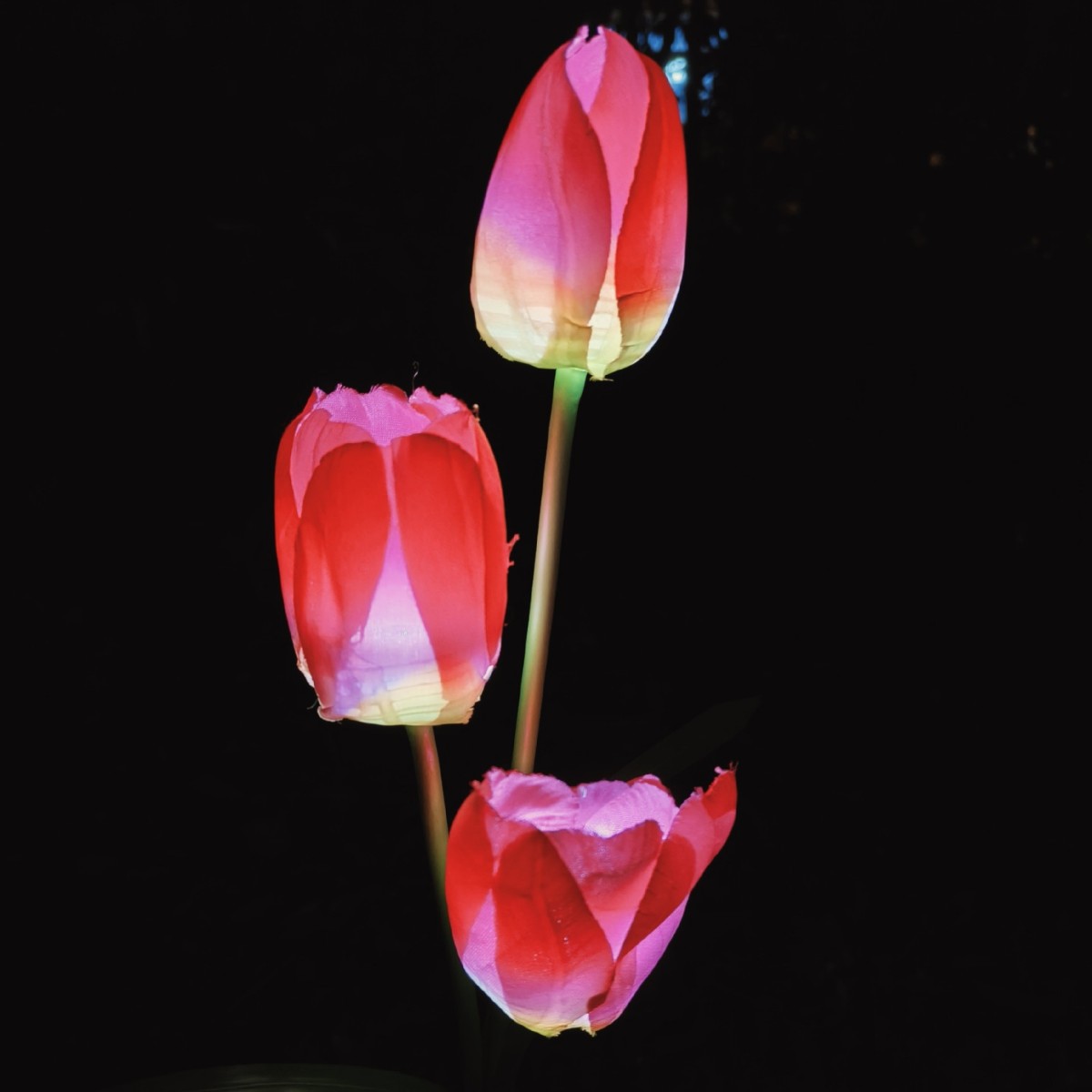 3 luces de colocación de suelo de simulación de tulipán solar, luces de decoración de atmósfera de jardín de césped de patio al aire libre