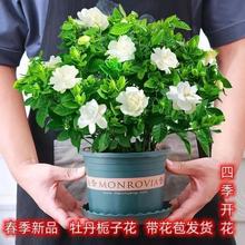 栀子花大盆带花苞浓香型净化空气牡丹栀子花卉绿植物阳台四季常青