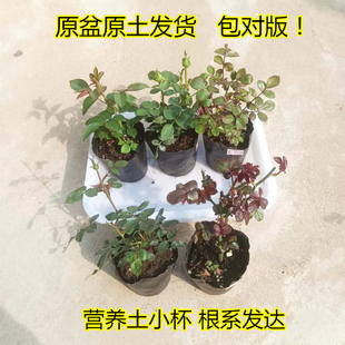 Rose Flower Seedlings Bloom in All Seasons, Shrub Florals, Fruit Juice, Canary Cuttings, Potted Seedlings with High Survival Rate