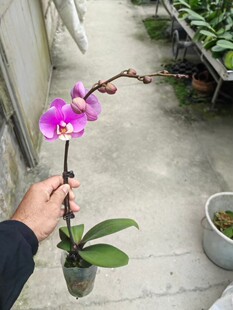 ����ֱ�������m2.8����갲�ȣ��߶�35~40cm�_�Ŷ�2~3��һ��60��