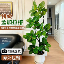 造型孟加拉榕客厅大盆栽氛围感室内大型绿植高端好养黄金榕高山榕