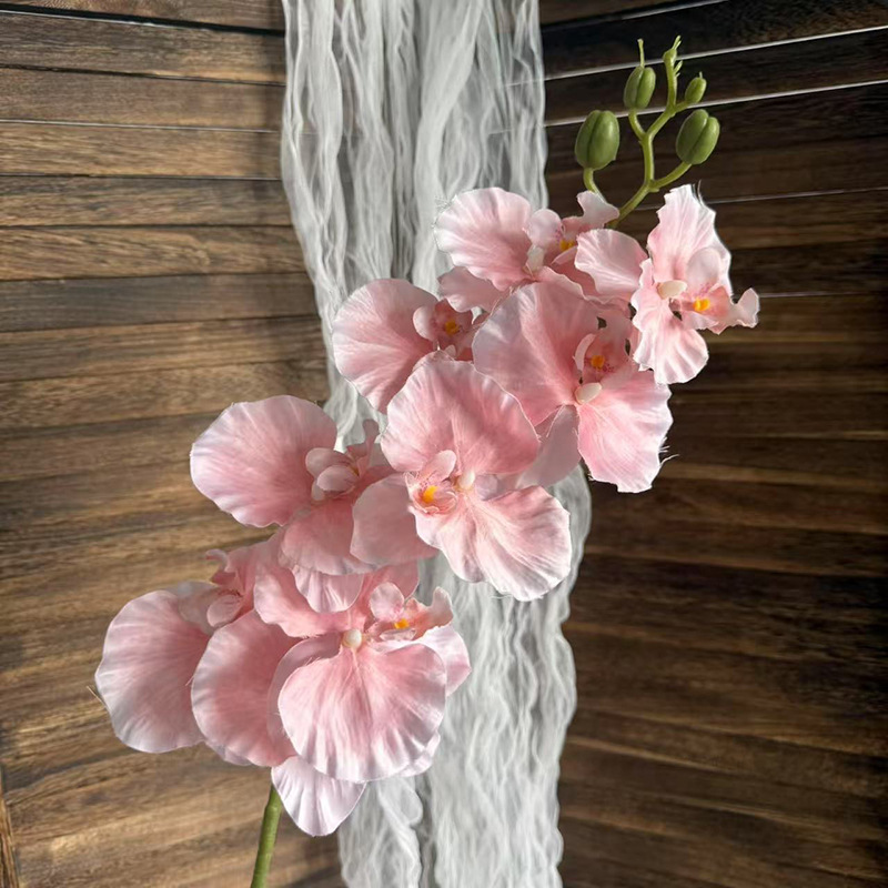 7헤드 레이스 호접란-코랄 핑크