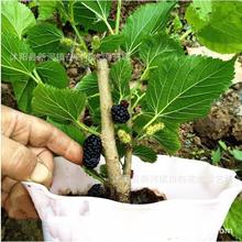 ���rɣ�~ɣ�ؘ����ɣ�箔��Y��ɣ�ɣ���������B�Qɣ ɣ����ԇ