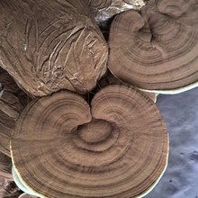 产地供应赤灵芝