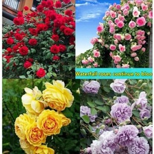 �����¼��Nޱ���N��õ��N���N���ܷN���ļ��_������ͥԺ�^�pֲ��