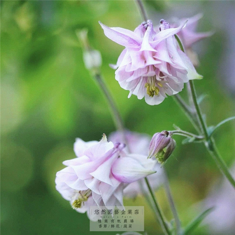 Семена цветов двуцветных колумбийских цветов смешанного цвета цветут в любое время года и легко выращиваются в осенние семена комнатных цветов для садоводства на открытом воздухе.