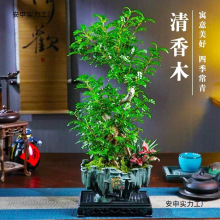 大s型老桩清香木花卉绿植盆栽好养四季常青客厅书房办公室无规格