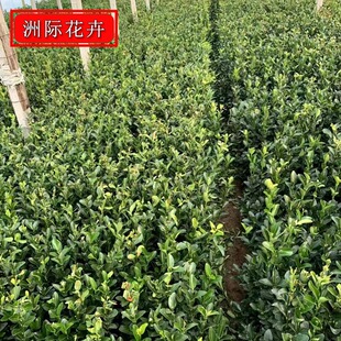 ���~�S��Nֲ�������l ���^�����е���G�h�����ļ����G���~�S��