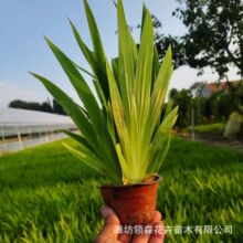 蓝花鸢尾 水生鸢尾 常绿鸢尾苗圃批发公园湿地挺水植物黄花鸢尾