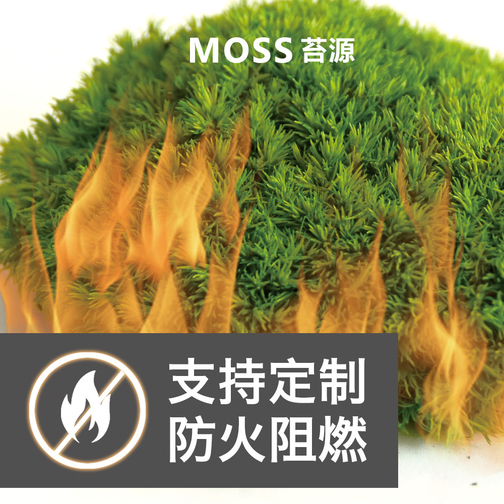 Musgo inmortal pelo blanco musgo gris grande planta verde pared flor seca Fondo pared planta pared musgo fuente