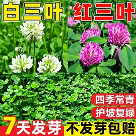种子;灌木;园艺工具