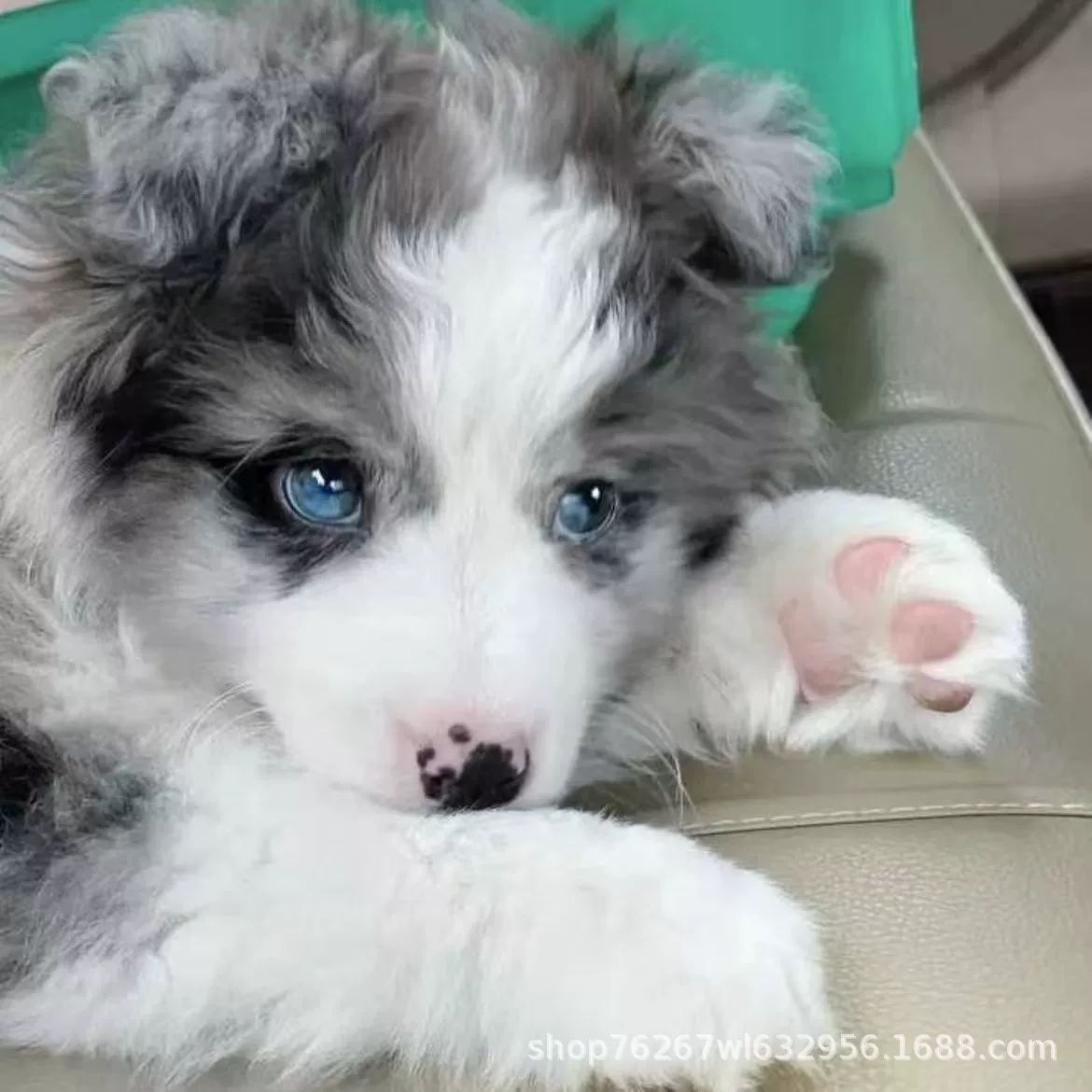 Оптовые продажи собак породы бордер-колли, служебных собак, щенков, живых собак породы бордер-колли, домашних собак бордер-колли, собак средних пород