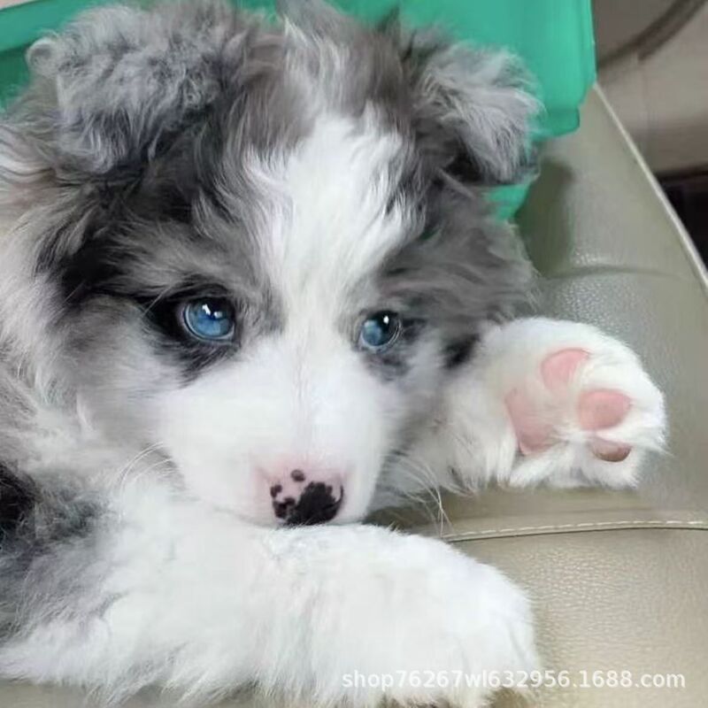Purebred Border Collie Puppies, Live Border Collie Dogs, Black and White Meteorite Pet Dogs, Medium-Sized Working Dogs